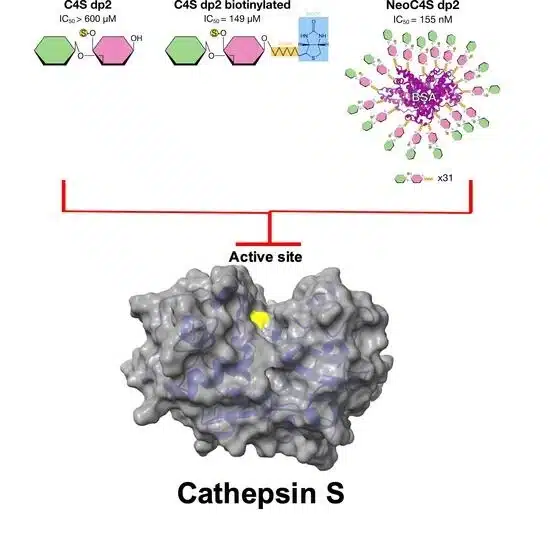 polysaccharides 06 00099 ag 550