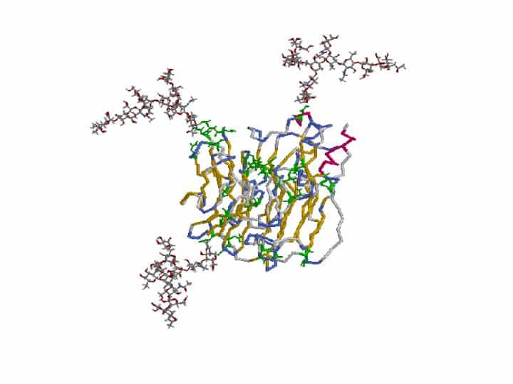 glycoprot